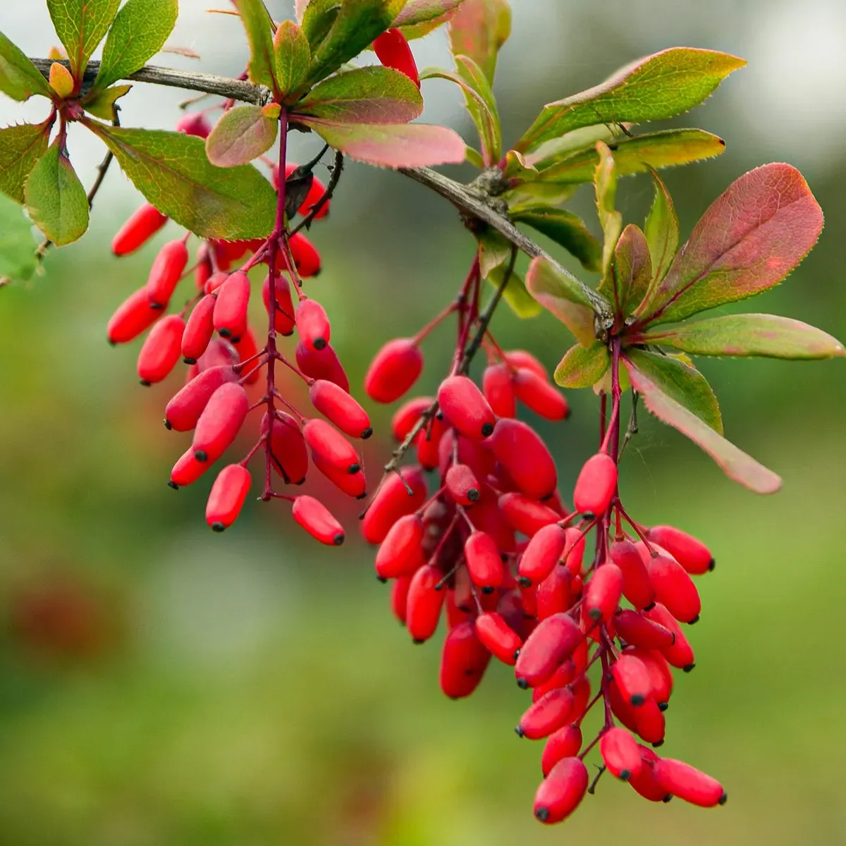 Berberine supports healthy blood sugar levels, improves fat metabolism, and reduces inflammation