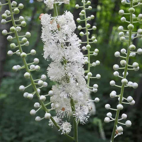 Traditionally used for hormonal balance, Black Cohosh may reduce night sweats