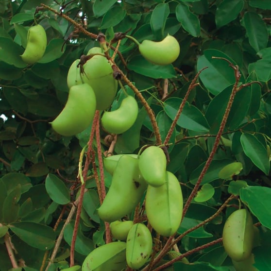 This African plant is a rich source of 5-HTP, which naturally increases serotonin levels.