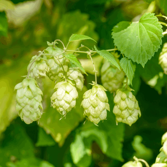 Hops, traditionally used as a natural sleep aid, work synergistically with valerian to calm the nervous system.