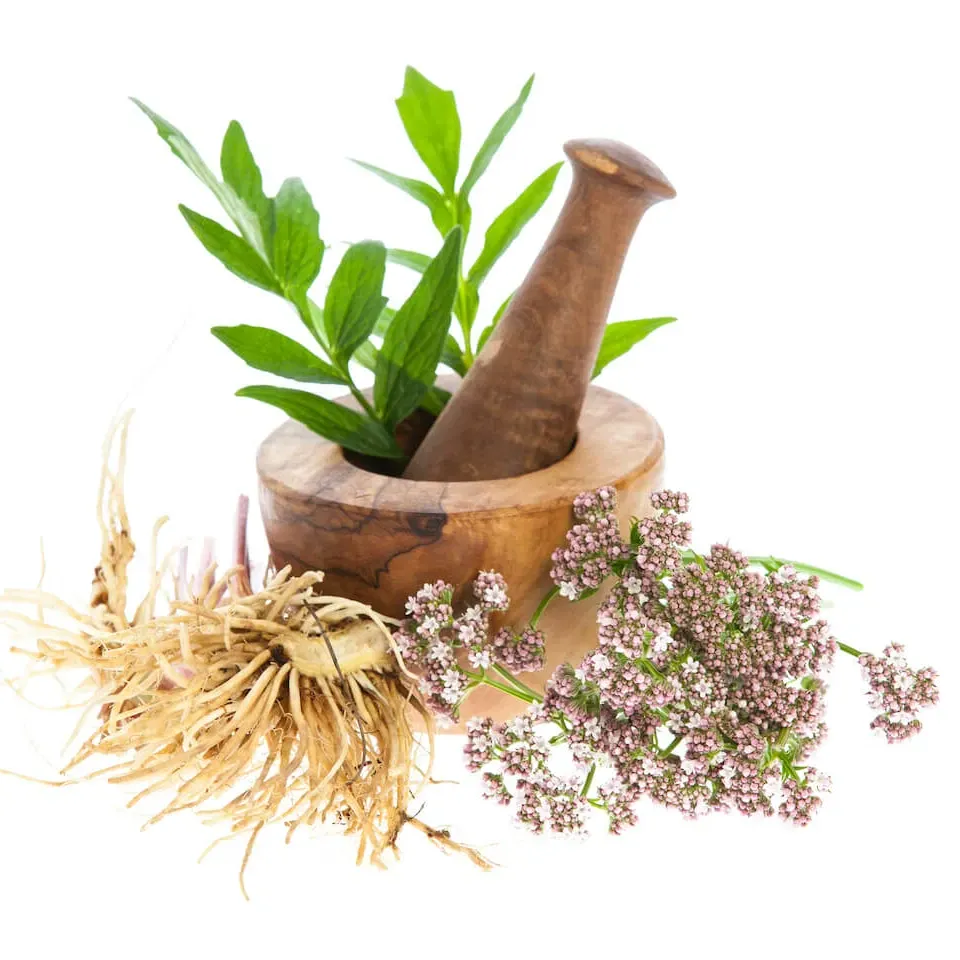 Valerian root is widely recognized for its calming and sedative effects.